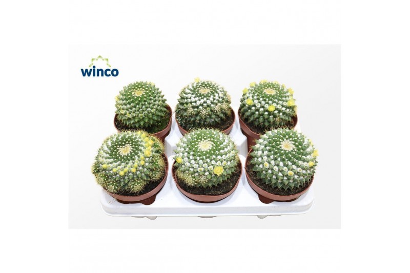 Mammillaria Mammillaria Marksiana 