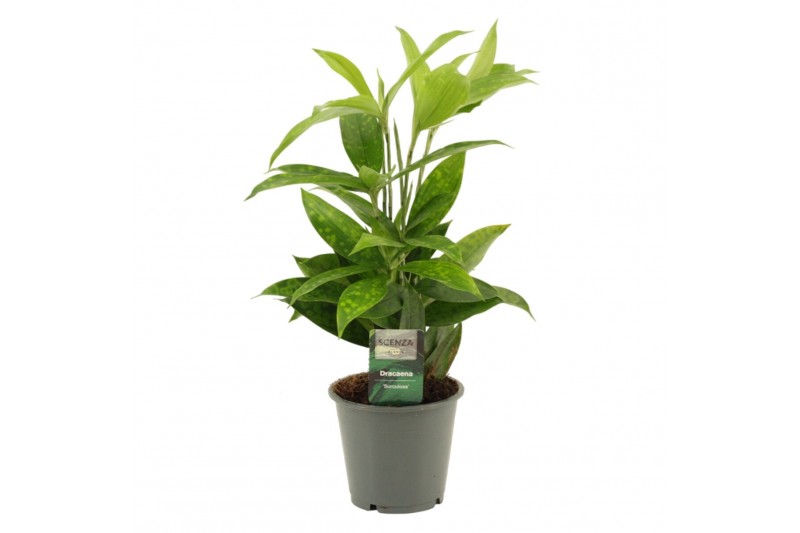 Dracaena surculosa Dracaena Surculosa 12 cm 1 pp 