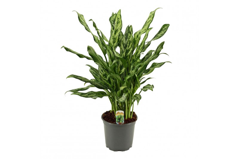 Aglaonema Aglaonema 17 cm Miss Julliette 1 pp 
