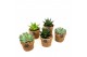 Succulenten Kokopot 10 cm Succulent mix 1 pp 