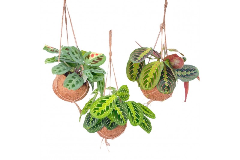 Maranta leuconeura Kokodama 15 cm Maranta mix 