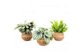 Kamerplanten mix groen Kokodama 17 cm Jungle mix (No string) 1 pp