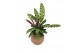 Kamerplanten mix groen Kokodama 17 cm Jungle mix (No string) 1 pp 