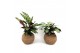 Kamerplanten mix groen Kokodama 17 cm Jungle mix (No string) 1 pp 