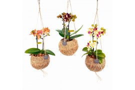 Phalaenopsis mini Kokodama 12 cm Orchid 2 tak 1 bl. 2 tak/plnt
