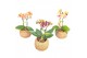 Phalaenopsis mini Kokodama 12 cm Orchid 2 tak 1 bl. 2 tak/plnt 