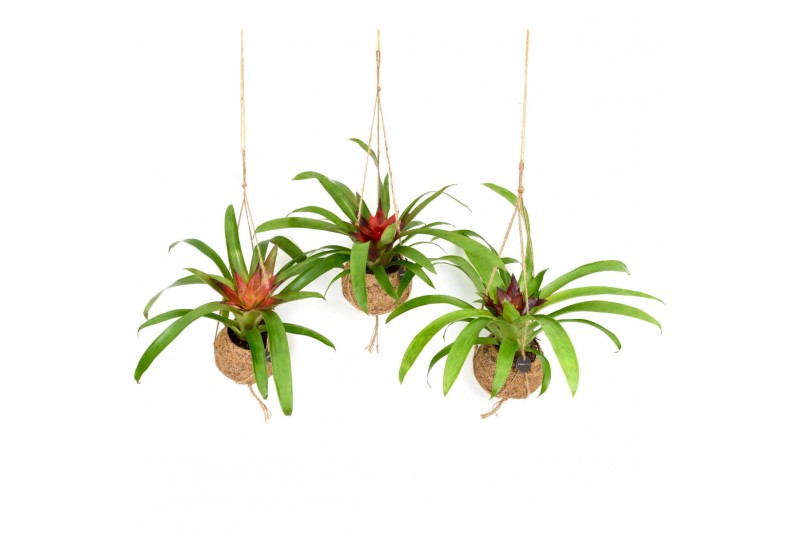 Bromelia mix Kokodama 12 cm Bromelia mix 1 pp 