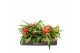 Bromelia mix Kokodama 12 cm Bromelia mix 1 pp 