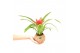Bromelia mix Kokodama 12 cm Bromelia mix 1 pp 