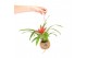 Bromelia mix Kokodama 12 cm Bromelia mix 1 pp 