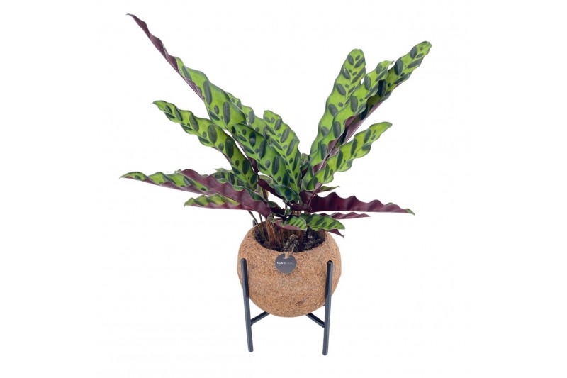 Calathea mix Kokodama 15 cm Industrial Calathea (no sting) 1 pp 