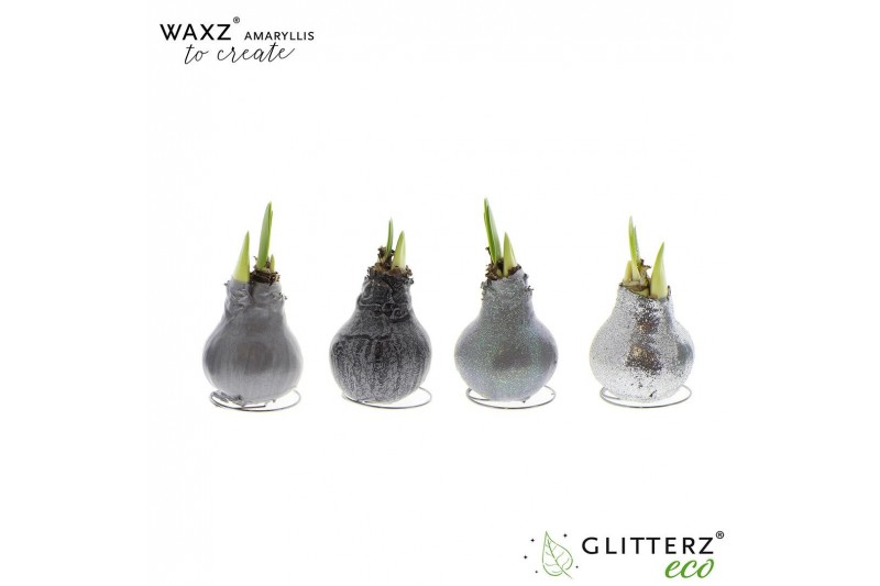 Hippeastrum gewaxt Waxz® to Create Silver1 tak/plnt 