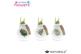 Hippeastrum gewaxt No Water Flowers® Naturalz® Botanical Mix2 tak/plnt