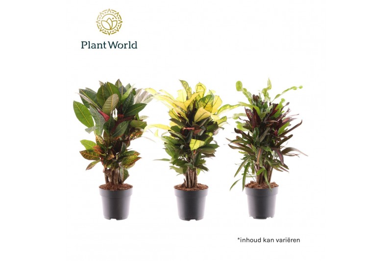 Codiaeum mix Croton vertakt gemengd 2-3 soorten 1 pp 