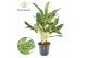 Aglaonema Aglaonema Keylime 4 pp 