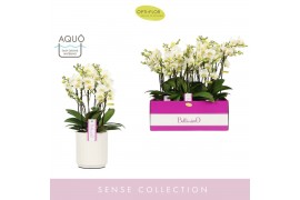 Phalaenopsis multiflora wit Bellissimo Bella in Molise White Aquo 100 