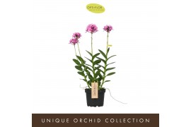 Epidendrum Epidendrum Misti 1 tak/plnt 1000 gram