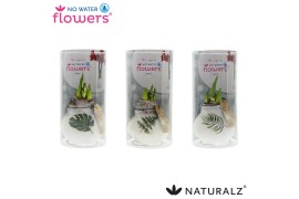 Hippeastrum gewaxt No Water Flowers® Naturalz® Botanical Mix in Koker2