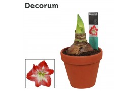 Hippeastrum Exotic Striped 2 Knop Terracotta Steen OP (Decorum)