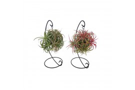 Tillandsia arrangement Tillandsia ionantha clumb mix hanger medium1 pp