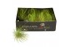 Tillandsia Tillandsia andreana1 bl. 