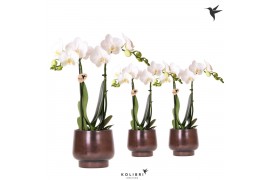 Phalaenopsis multiflora wit Kolibri Orchids Phalaenopsis white 2 spike