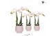 Phalaenopsis multiflora wit Kolibri Orchids Phalaenopsis white 2 spike 