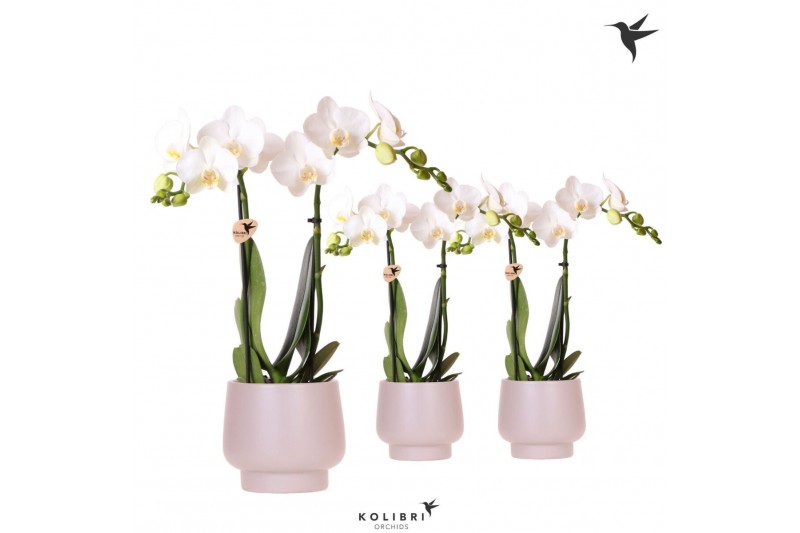 Phalaenopsis multiflora wit Kolibri Orchids Phalaenopsis white 2 spike 