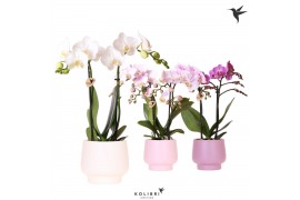 Phalaenopsis multiflora Kolibri Orchids Phalaenopsis mix 2 spike in Sc