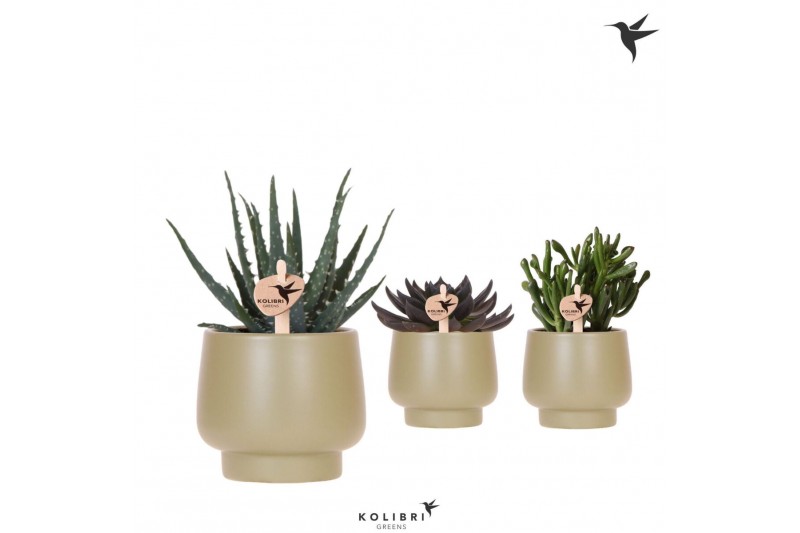 Succulenten mix Kolibri Greens Succulenten mix in Scandic pot green1 p 