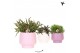 Rhipsalis mix Kolibri Greens Rhipsalis mix in Scandic pot pink mix1 pp 