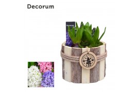 Arrangementen hyacinthus Hyacint Tak Rond HL17762 [PURE] 3 pp 75 bl. 3