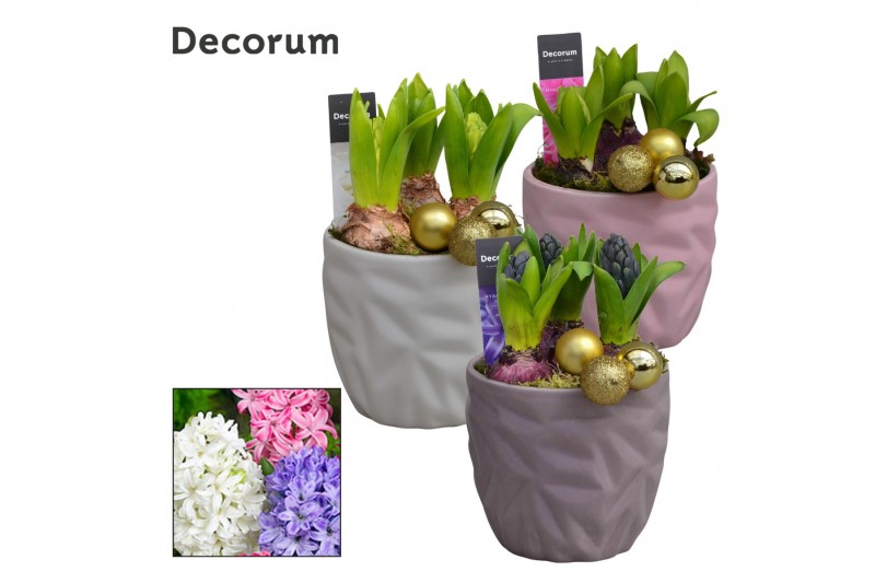 Arrangementen hyacinthus Hyacint Natural Colour HL18462 [LOVELY COLORS 