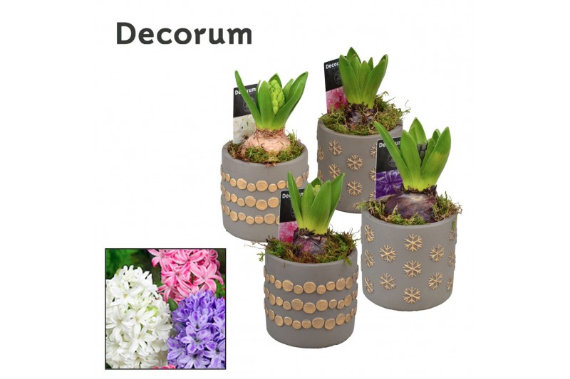 Arrangementen hyacinthus Hyacint Stars and Dots HL10890 [PURE] 1 pp 30 
