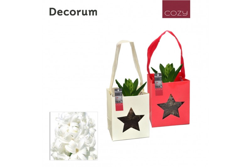 Arrangementen hyacinthus Hyacint Tasje HL16506WP [COZY] 1 pp 30 bl. 1  