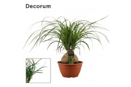 Beaucarnea recurvata Bol 20cm Decorum