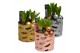 Arrangementen hyacinthus Hyacint Tri-color Gold Maxi HL11202 [SHINY &  