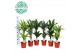 Dracaena fragr. deremensis Groen Mix Deremensis p17 2 pp 
