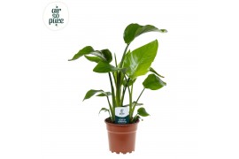 Strelitzia nicolai Strelitzia Nicolai p17 zonder bloem bl. 3 pp