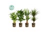 Kamerplanten mix Groen Mix p17 in SIERCUP GREEN JEWELS 1 pp