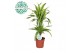 Dracaena fragr. der. lemon lime Dracaena Lemon Lime p17, 30+10 2 pp 