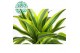 Dracaena fragr. der. lemon lime Dracaena Lemon Lime p17, 30+10 2 pp 