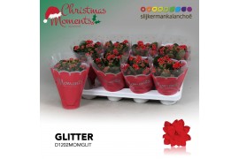 Kalanchoe secret Kalanchoe Moments - Red with glitter - kerst 1 pp 20 