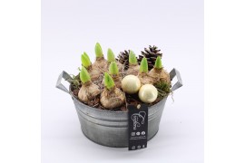 Arrangementen hyacinthus XHF-2526 Xmas Hyacint Fundamentals 3 pp