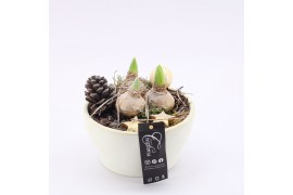 Arrangementen hyacinthus XHF-2514 Xmas Hyacint Fundamentals 1 pp