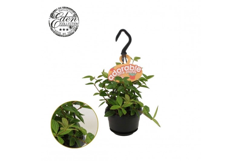 Peperomia angulata Peperomia Ang. Rocca Vivace 10,5cm HP adorable 