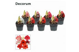 Hippeastrum mix Amaryllis Exclusieve Mix 2 Knop (Decorum)tak/plnt