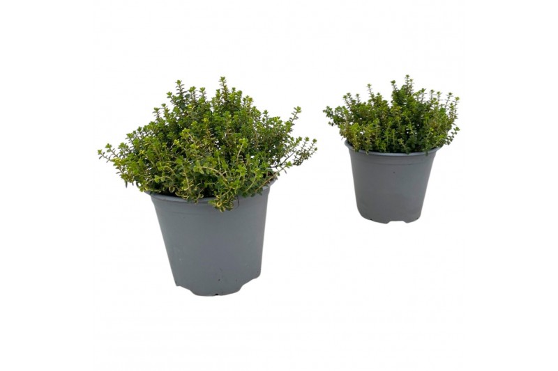 Thymus citriodorus aureus 