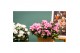 Rhododendron simsii bont Azalea Flandresse® bont 30 - 32 cmcm diameter 