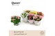 Kalanchoe grandiva mix Kalanchoe Mix P14 Queen 3 pp 15 cm diameter 20  